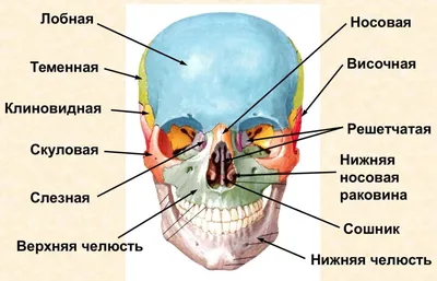 Череп #1: Лобная и клиновидная кости - YouTube