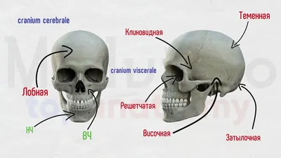 Череп иллюстрации : нормальная анатомия | e-Anatomy