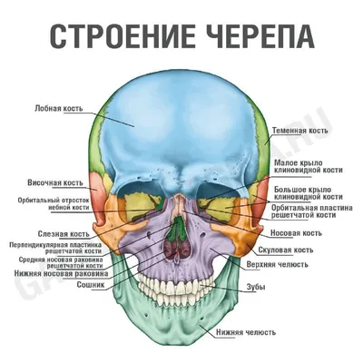 Череп нужен не только для защиты мозга — ученые нашли функцию, о которой  никто не подозревал - 