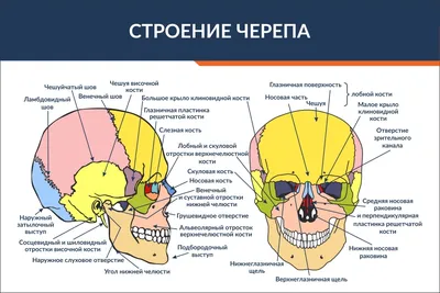 Череп (cranium); вид справа (полусхематично) | Череп, Учащиеся медучилища,  Уроки биологии