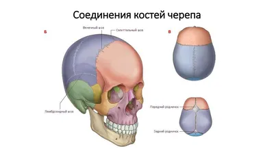 Череп иллюстрации : нормальная анатомия | e-Anatomy