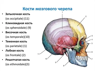 Череп человека — Википедия