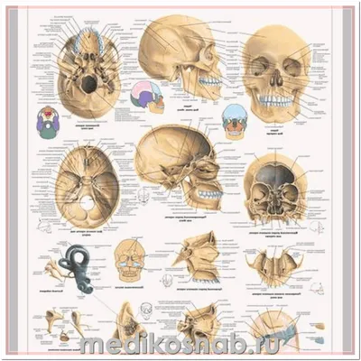 Плакат анатомический Череп человека купить по низкой цене в  интернет-магазине МедикоСнаб