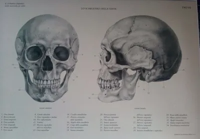 Книга Анатомия человека. Кости черепа - купить здравоохранения, медицины в  интернет-магазинах, цены на Мегамаркет | 7082