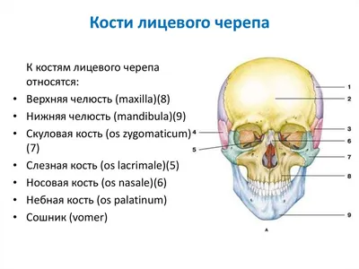 Череп иллюстрации : нормальная анатомия | e-Anatomy