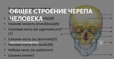 Анатомия черепа. Рабочая тетрадь