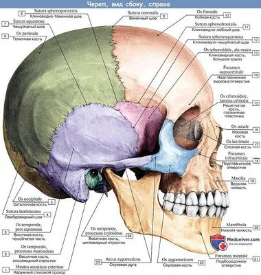 ОБЩЕЕ СТРОЕНИЕ ЧЕРЕПА ЧЕЛОВЕКА | Мемология | Дзен
