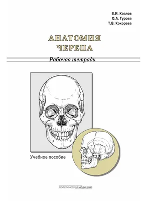 Череп иллюстрации : нормальная анатомия | e-Anatomy