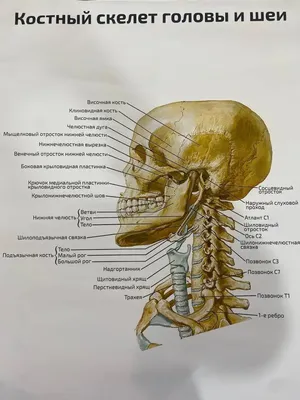 Модель черепа человека 3 части ООО Медтехника Спб (арт. A014N)