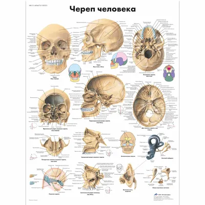 Череп человека (анатомия человека) плакат, глянцевый холст от 200 г/кв.м,  размер A1+ - купить с доставкой по выгодным ценам в интернет-магазине OZON  (998934670)