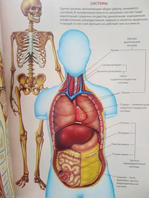 Запись на вебинары "Секреты нашего организма: анатомия человека для детей"