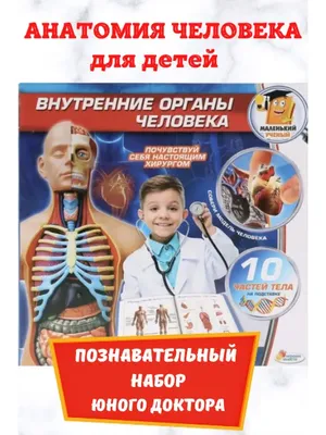 Анатомия для детей Андрей Богдарин - купить книгу Анатомия для детей в  Минске — Издательство Стрекоза на 