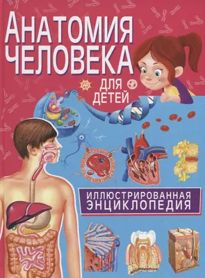 Иллюстрация 17 из 20 для Атлас анатомии для детей и взрослых | Лабиринт -  книги. Источник: Буханцева