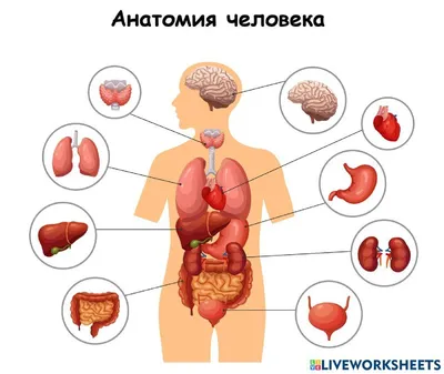 Анатомия человека для детей | Удоба - бесплатный конструктор  образовательных ресурсов