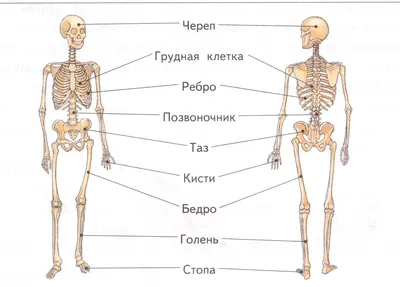 Анатомия для детей. Non Fiction - Стрекоза