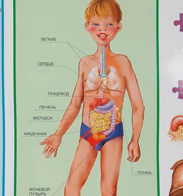 Анатомия для детей картинки