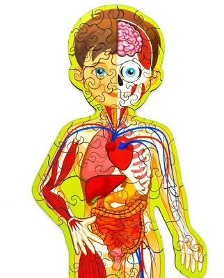 Липучки "Изучение тела человека" для детей — купить в интернет-магазине по  низкой цене на Яндекс Маркете