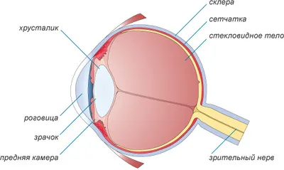 Анатомия глаза картинки