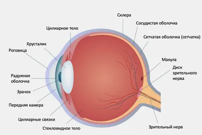 Строение и функции глаза - интересные факты о человеческом зрении