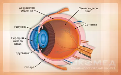 Eye anatomy - Анатомия глаза на английском языке