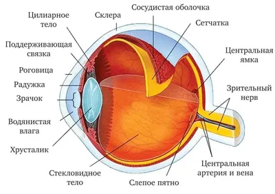 Строение органов зрения: как устроен глаз человека (подробная анатомия) |  World Vision Clinic