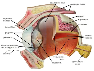 Строение глаза | Спортивная медицина