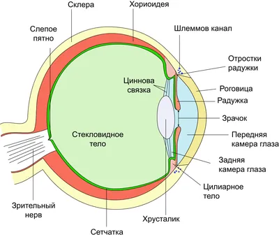 Как глаз на самом деле фокусирует изображение на сетчатке? Противоречия  теории Гельмгольца и непризнанные модели аккомодации | Наука наизнанку |  Дзен