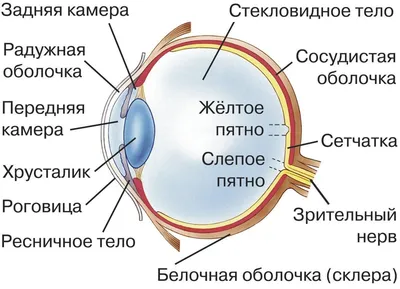 Плакат "Анатомия глаза" | Онлайн школа массажа МассажPRO