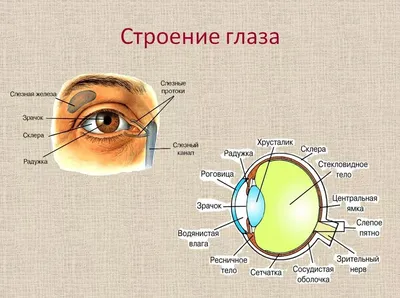 Строение глаза