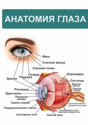 Глаз иллюстрации : нормальная анатомия | e-Anatomy