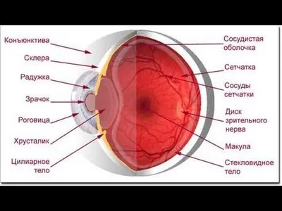 Строение глаза у животных, восприятие окружающего мира. | "Компаньон" -  Ветеринарная Клиника в Минске