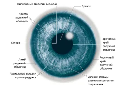 Анатомия глаза человека, функциональные возможности зрения