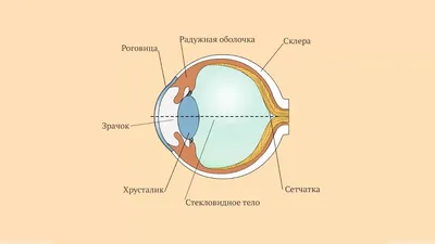 Анатомия человеческого глаза