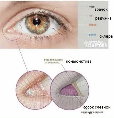 Анатомия глаза человека, функциональные возможности зрения