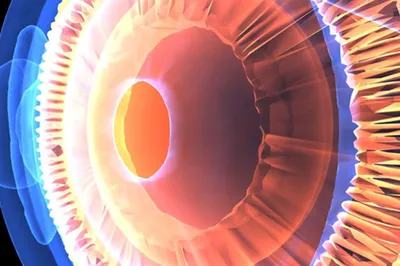 Анатомия глаза: как устроено зрение человека | World Vision Clinic