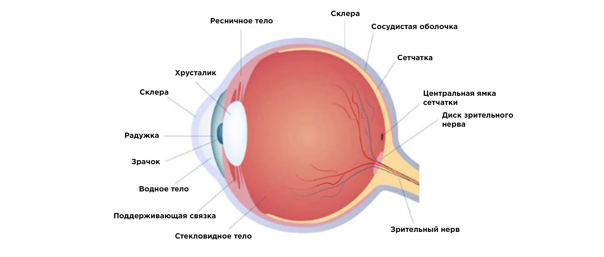 Строение Глаза Человека Фото Для Детей