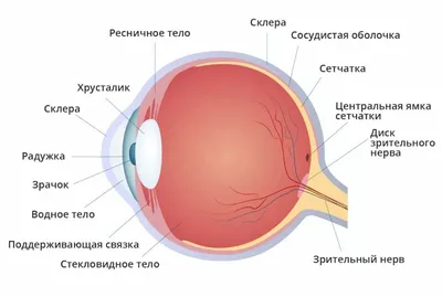 Строение глаза человека | Люксоптика