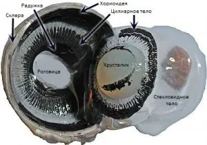 Строение глаза и функционирование зрительной системы