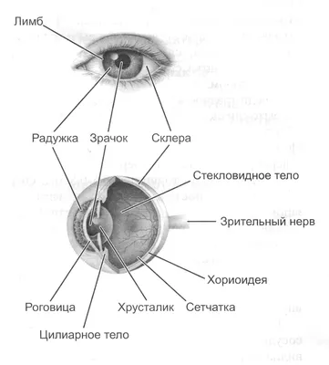 Строение глаза