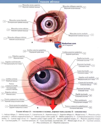 Анатомия: Глаз, oculus. Глазное яблоко, bulbus oculi