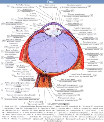 Анатомия: Орган зрения, organum visus. Глаз. Глаза.
