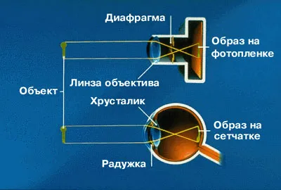 Анатомия глаза - ePuzzle фотоголоволомка