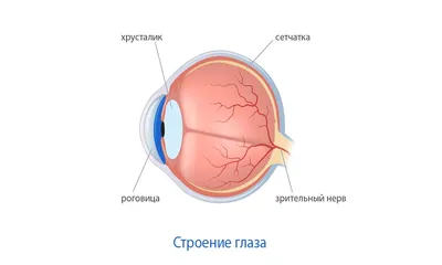 Глаз иллюстрации : нормальная анатомия | e-Anatomy