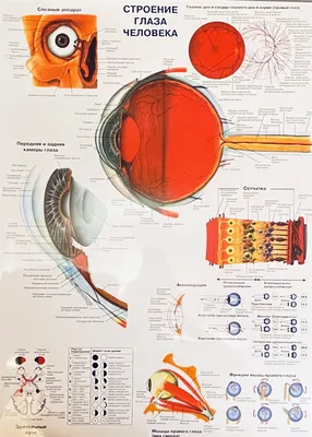 строение глаза -