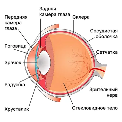 Строение глаза - Клиника ВИЖУ