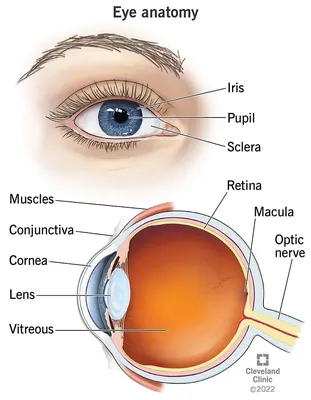 Анатомия глаза: наружное и внутреннее строения, функции, возможные  нарушения - клиника Прозрение
