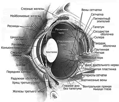 Строение глаза: просто и понятно о сложном - Глаукома.ру