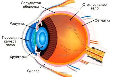 Глаз, анатомия для художников | Пикабу