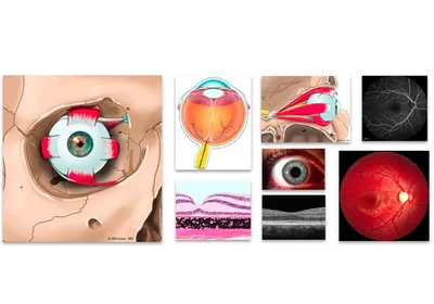 Анатомия, структура и строение глаза