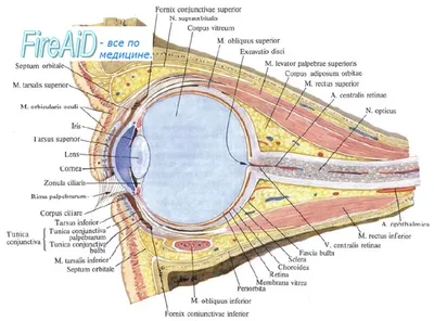 Схема строения глаза для ознакомления перед макияжем глаз.